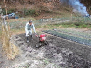 収穫後の畝に施肥をして、耕運機で耕転