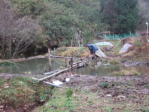 ビオトープ池を竹材で補修